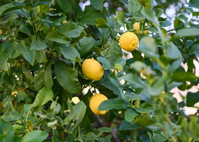 Merope Irena 1 Villa Polis